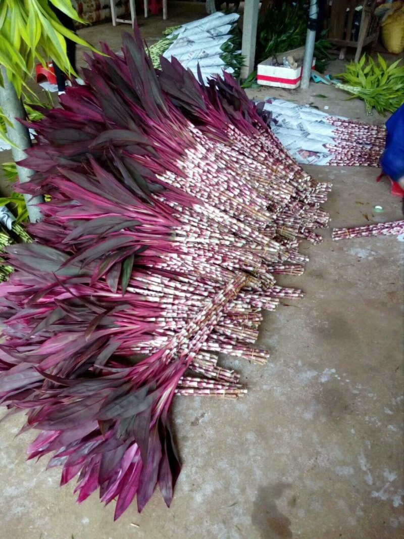 海南精品富贵竹种植基地直批全国售后指导送营养液生根粉