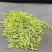 四川乐山马边茶凉风洞茶业明前茶叶春茶碧螺春毛尖仙毫独芽飘