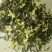 四川乐山马边茶凉风洞茶业明前茶叶春茶碧螺春毛尖仙毫独芽飘