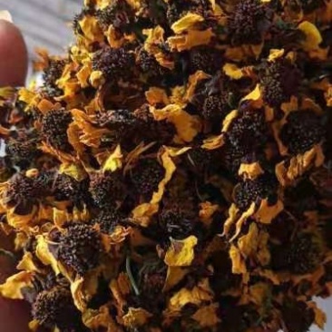 昆仑雪菊