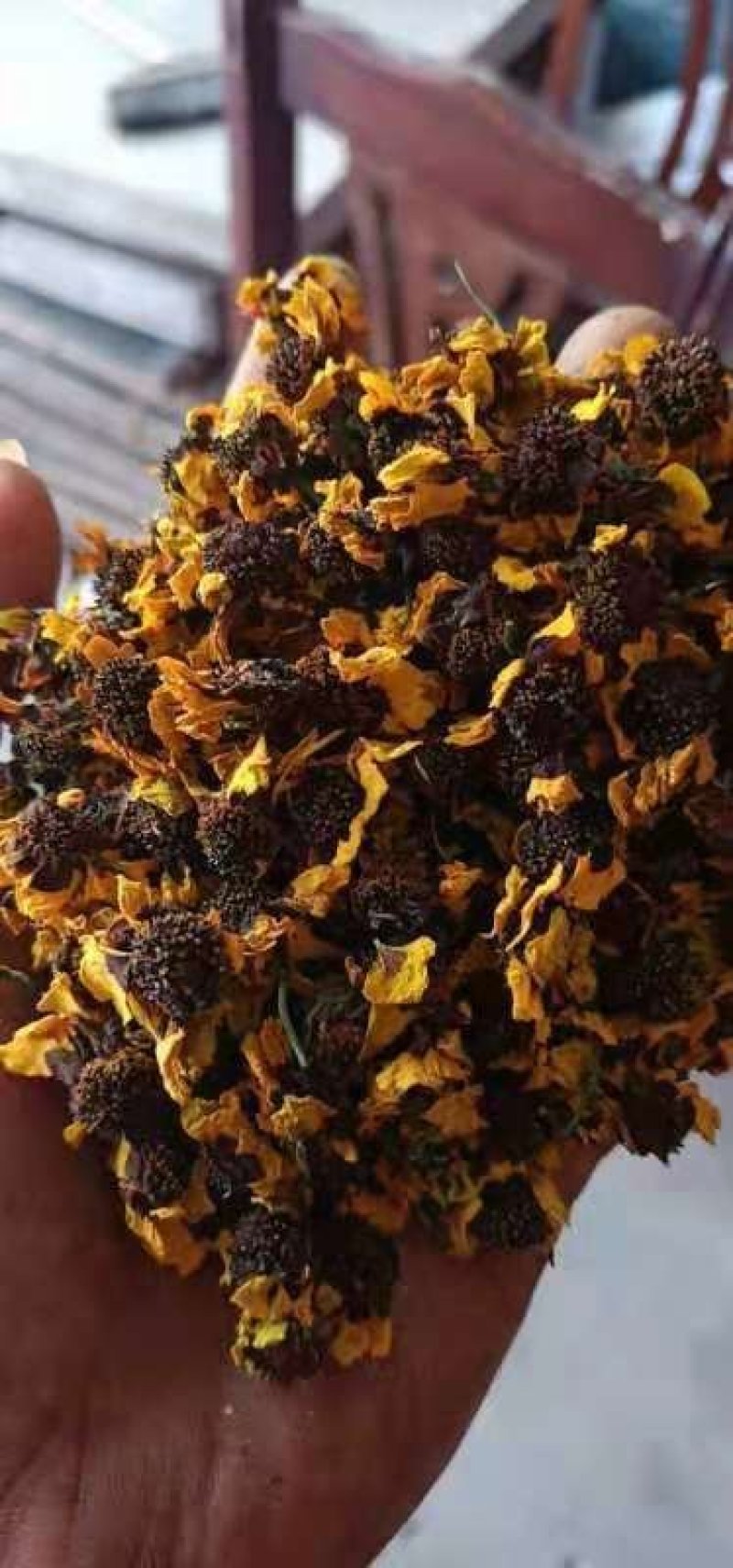 昆仑雪菊