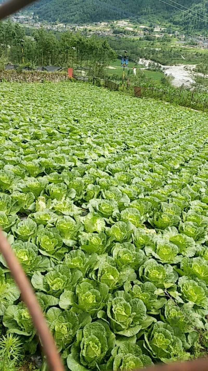海螺沟大白菜，数量不多了，有需要的老板请与我联系