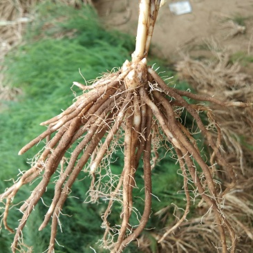 【高产芦笋苗】精品芦笋苗提供种植技术保质保量