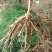 【高产芦笋苗】精品芦笋苗提供种植技术保质保量