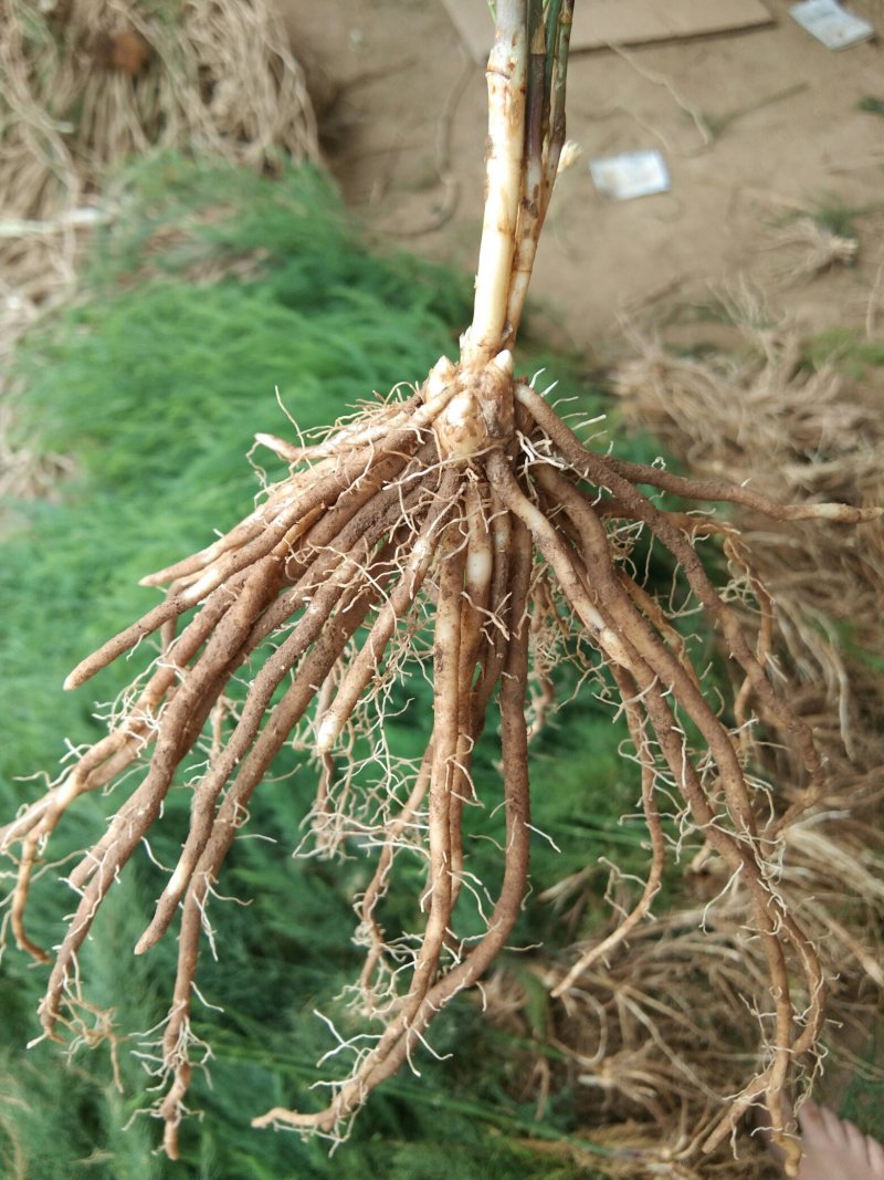 【高产芦笋苗】精品芦笋苗提供种植技术保质保量