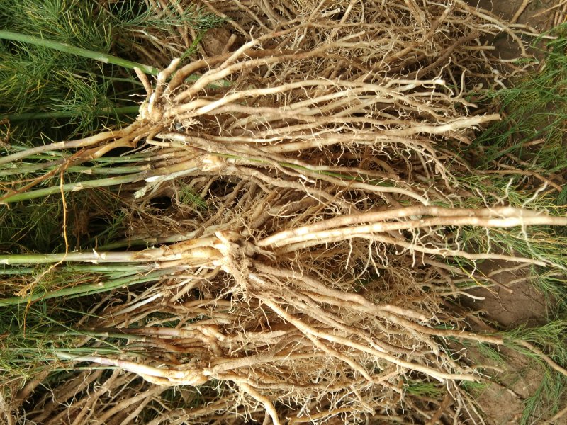 【高产芦笋苗】精品芦笋苗提供种植技术保质保量