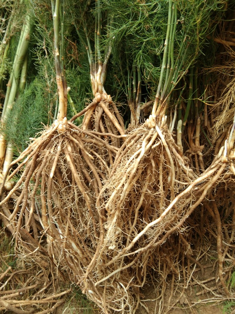 【高产芦笋苗】精品芦笋苗提供种植技术保质保量