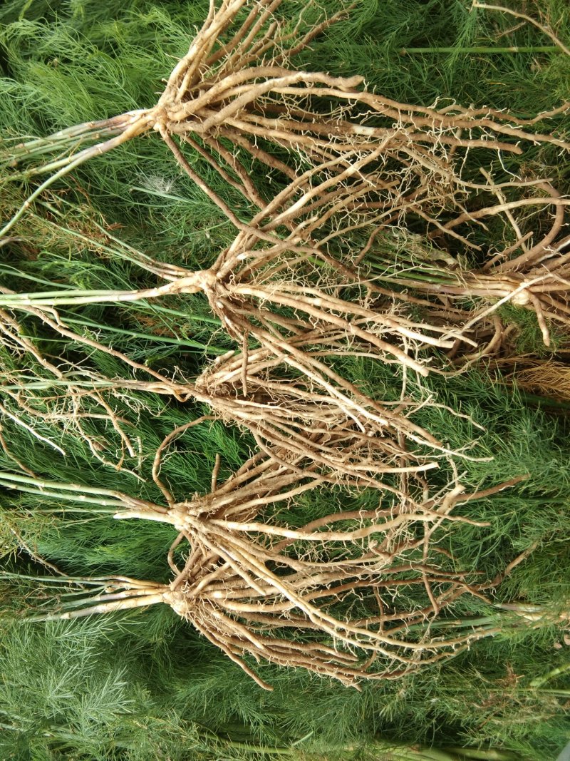 【高产芦笋苗】精品芦笋苗提供种植技术保质保量