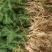 【高产芦笋苗】精品芦笋苗提供种植技术保质保量