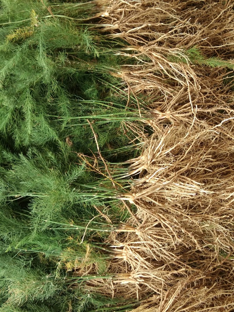 【高产芦笋苗】精品芦笋苗提供种植技术保质保量