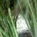 【高产芦笋苗】精品芦笋苗提供种植技术保质保量