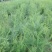 【高产芦笋苗】精品芦笋苗提供种植技术保质保量