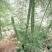 【高产芦笋苗】精品芦笋苗提供种植技术保质保量