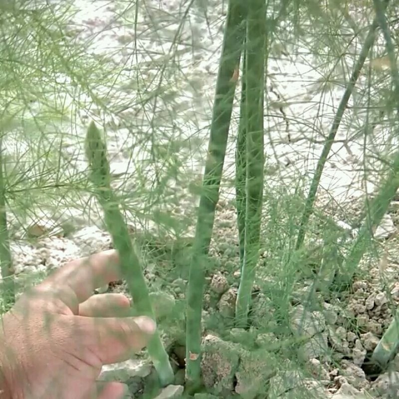 【高产芦笋苗】精品芦笋苗提供种植技术保质保量