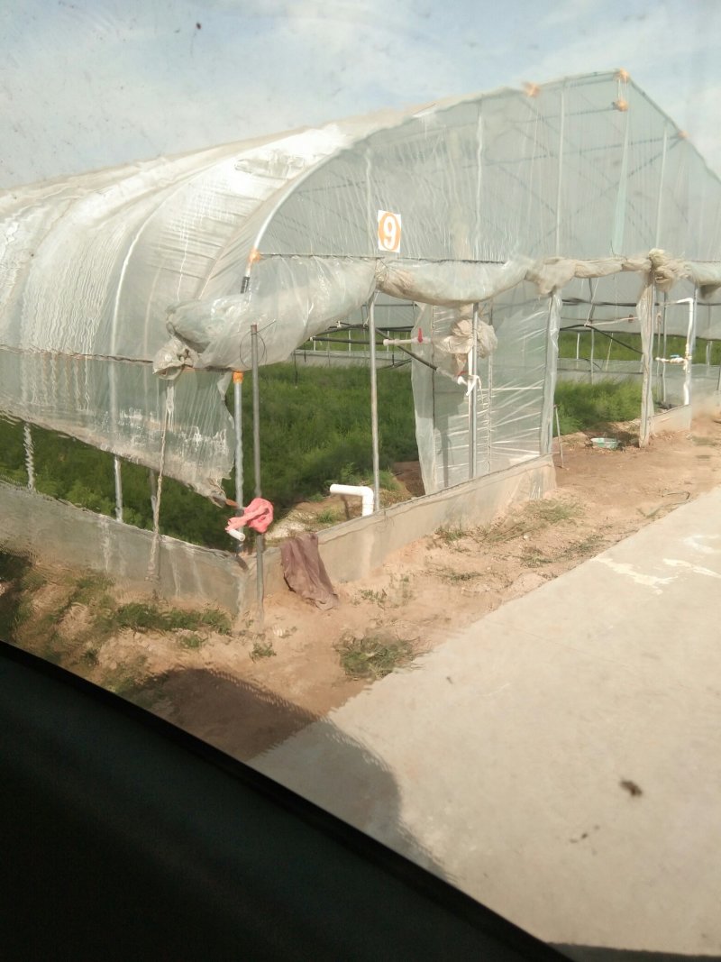 【高产芦笋苗】精品芦笋苗提供种植技术保质保量
