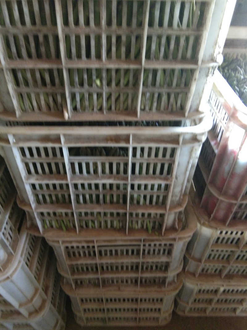 【高产芦笋苗】精品芦笋苗提供种植技术保质保量