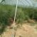 【高产芦笋苗】精品芦笋苗提供种植技术保质保量