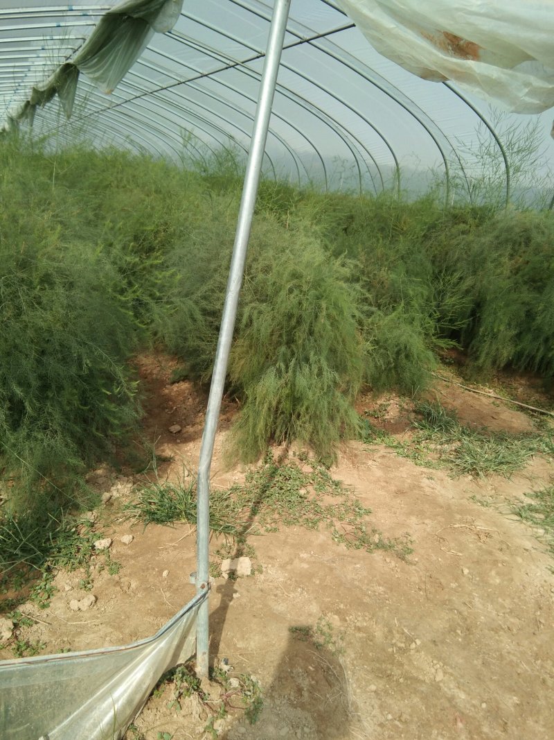 【高产芦笋苗】精品芦笋苗提供种植技术保质保量