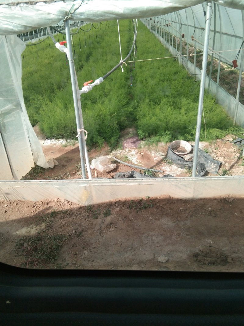 【高产芦笋苗】精品芦笋苗提供种植技术保质保量