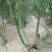 【高产芦笋苗】精品芦笋苗提供种植技术保质保量