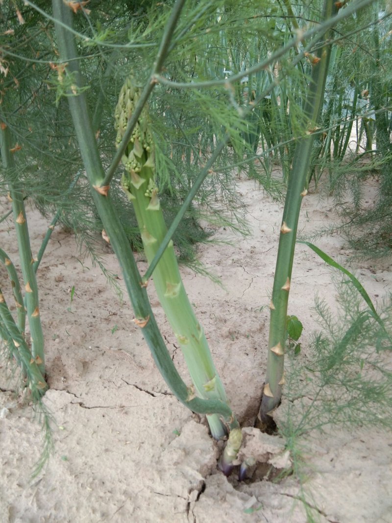 【高产芦笋苗】精品芦笋苗提供种植技术保质保量