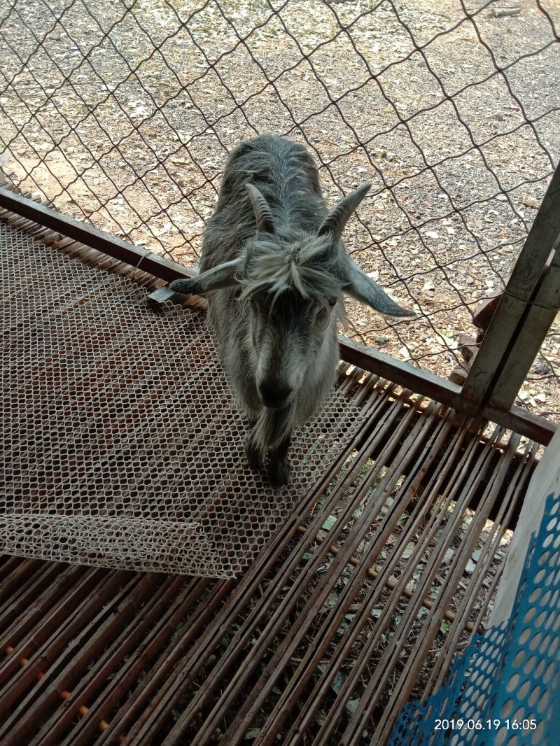 青山羊
