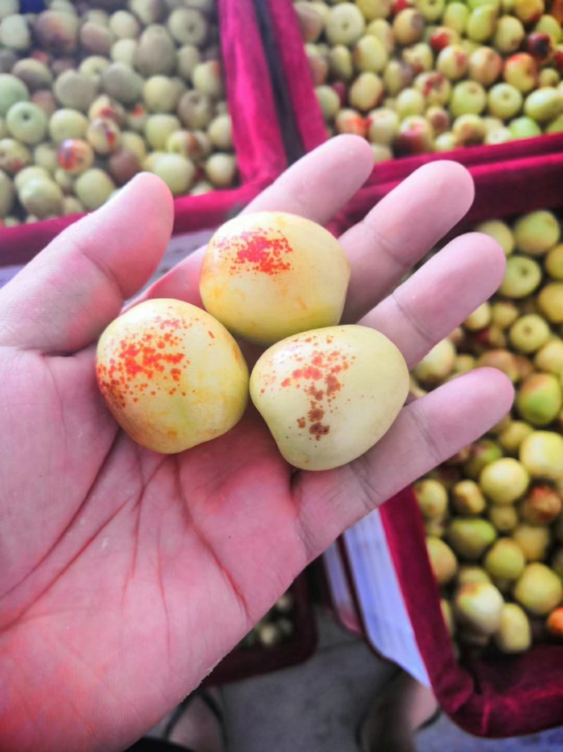 【鲜枣供应】冬枣陕西大荔冬枣货源充足来电咨询欢迎视频看货