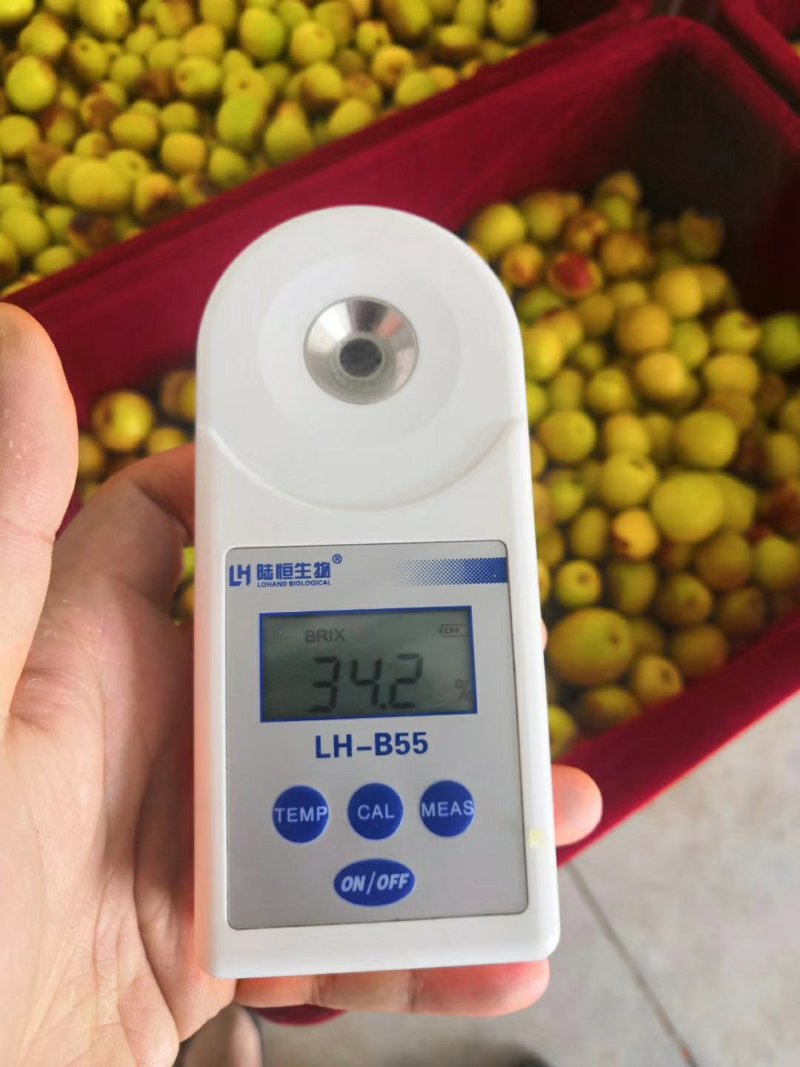 【鲜枣供应】冬枣陕西大荔冬枣货源充足来电咨询欢迎视频看货