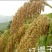 高粱种子