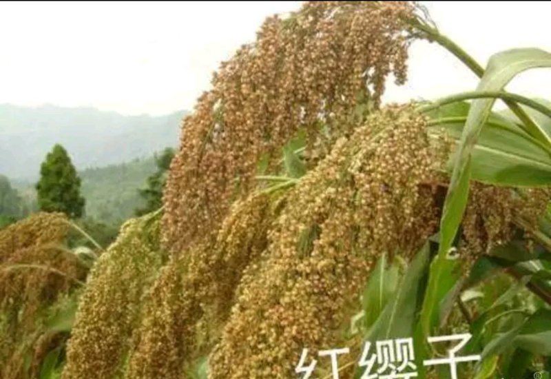 高粱种子