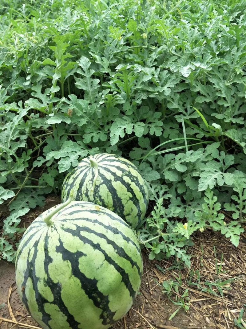 西瓜美都