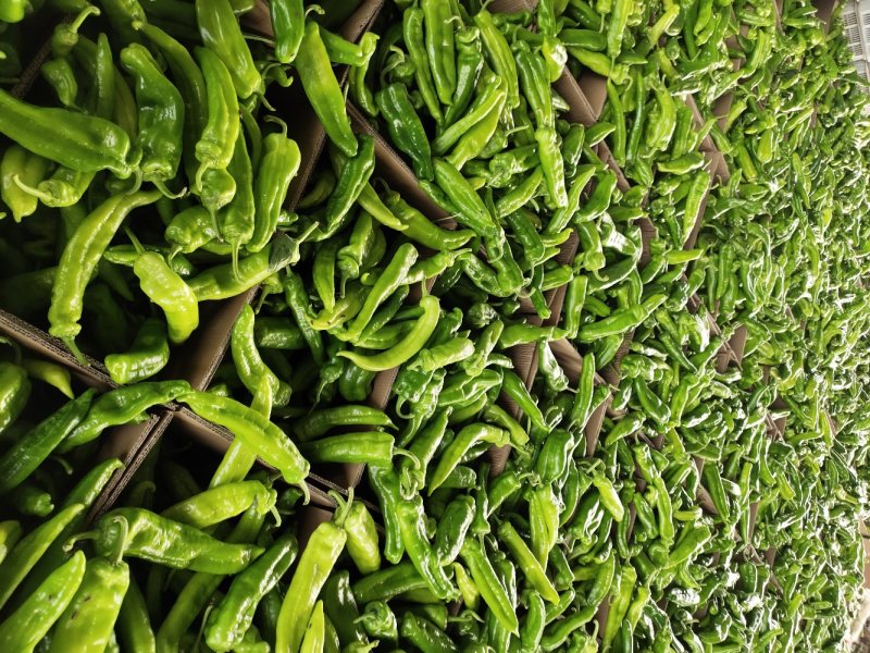 301辣椒大尖椒质量很好价格便宜