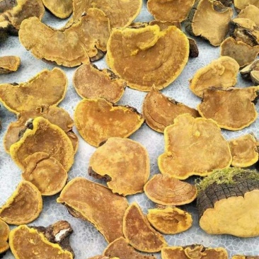桑黄，野生货，通货量大优惠