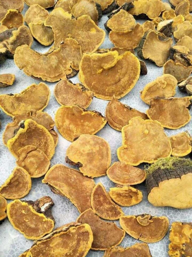 桑黄，野生货，通货量大优惠