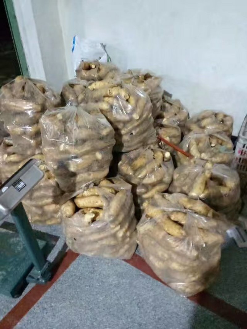 福建黄皮黄心红薯鸡蛋黄红薯（普力）六鳌红薯鸡骨香