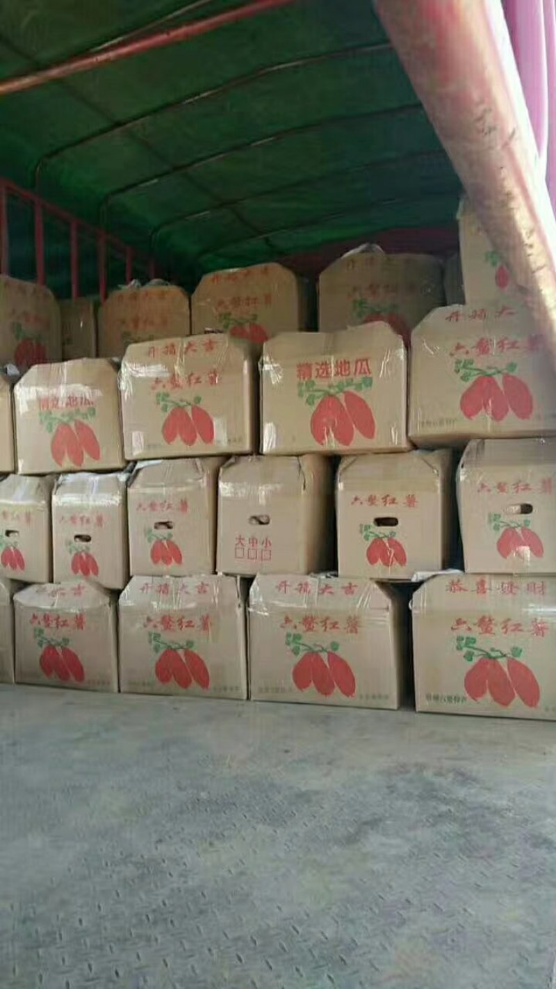 福建黄皮黄心红薯鸡蛋黄红薯（普力）六鳌红薯鸡骨香