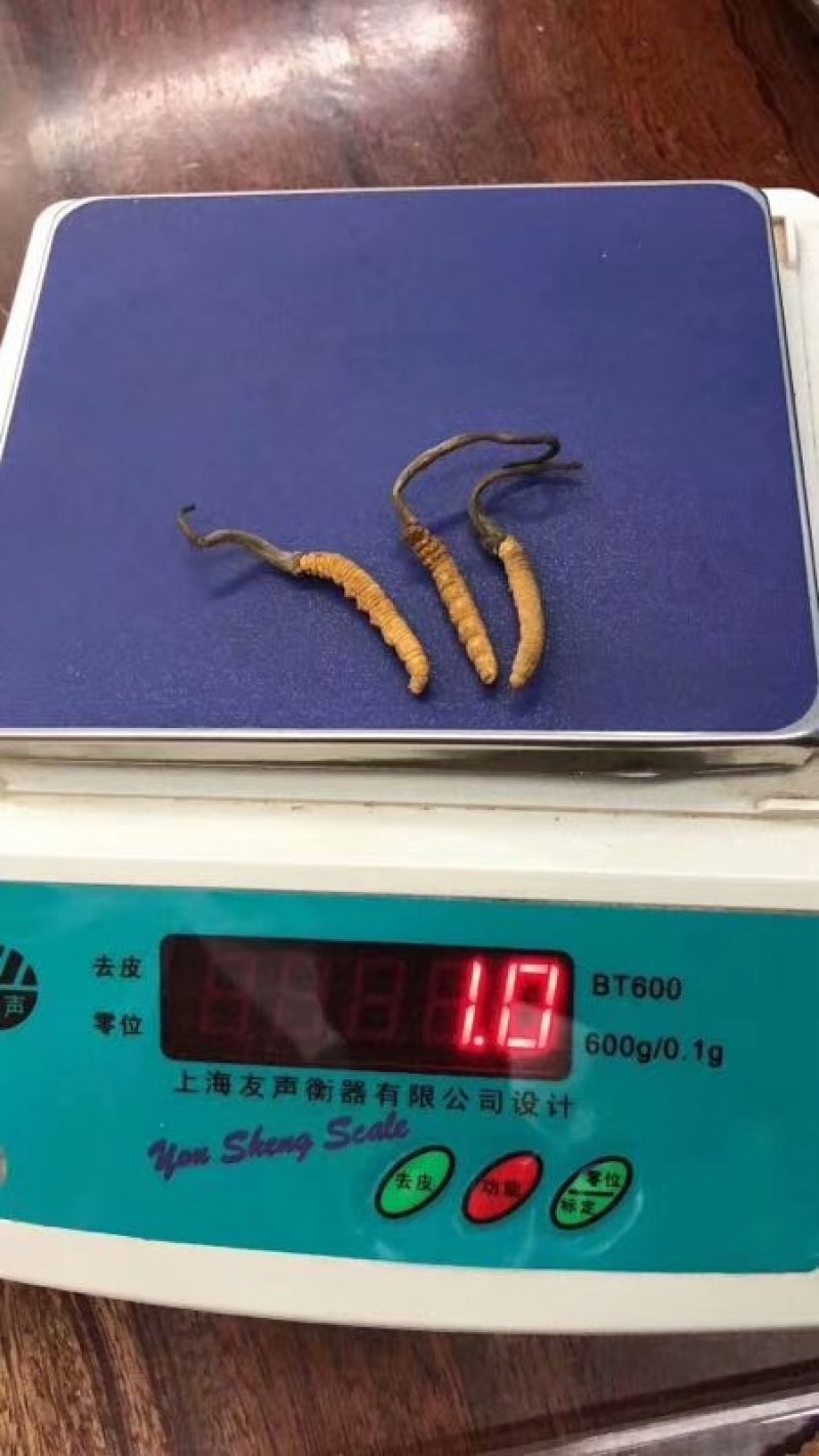 冬虫夏草