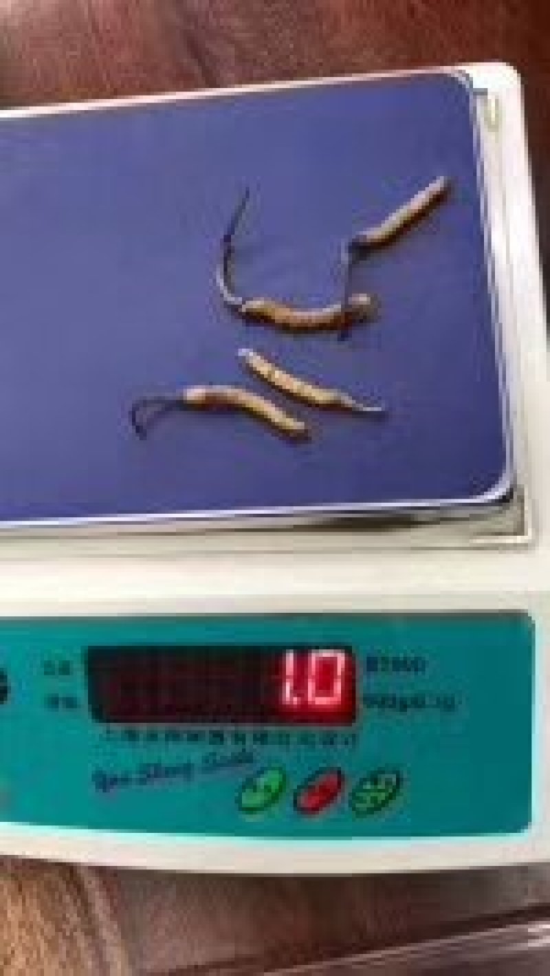 冬虫夏草