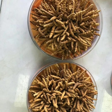 冬虫夏草