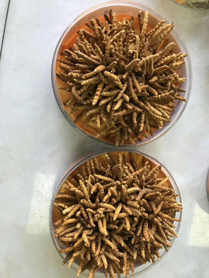 冬虫夏草