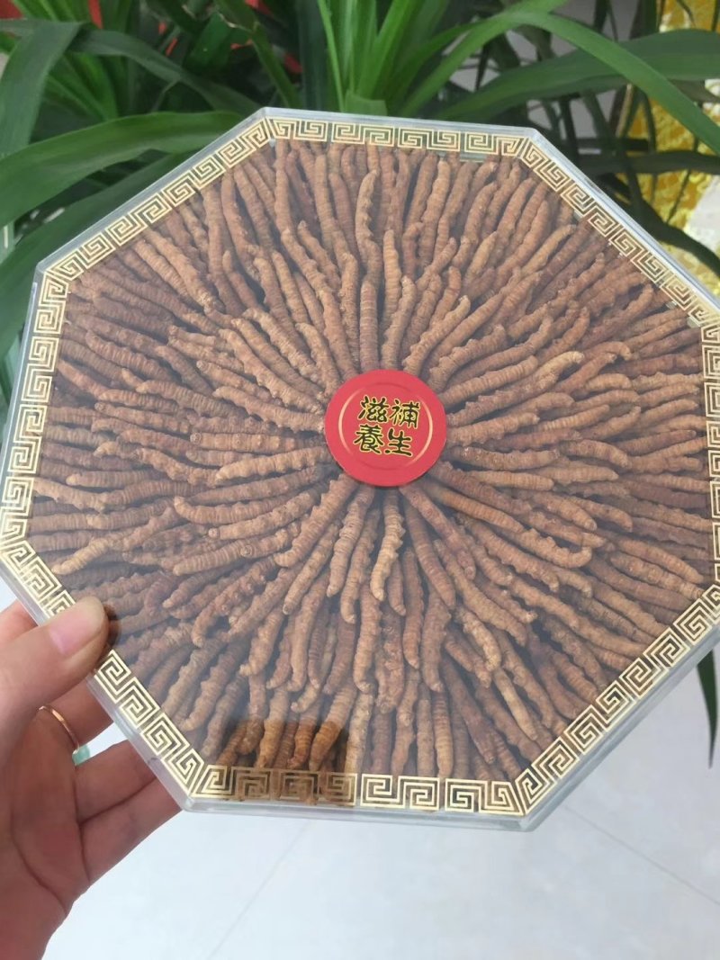冬虫夏草
