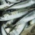鲜货鲐鲅鱼青川鱼池鱼流网