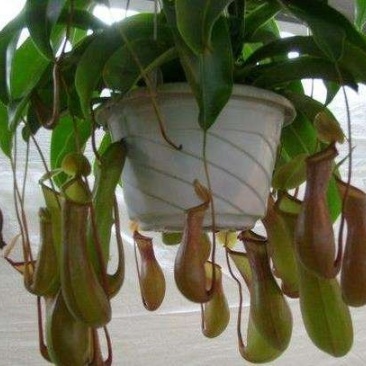 猪笼草是猪笼草属全体物种的总称。属于热带食虫植物