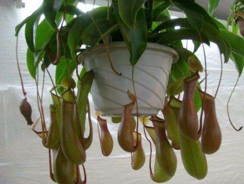 猪笼草是猪笼草属全体物种的总称。属于热带食虫植物