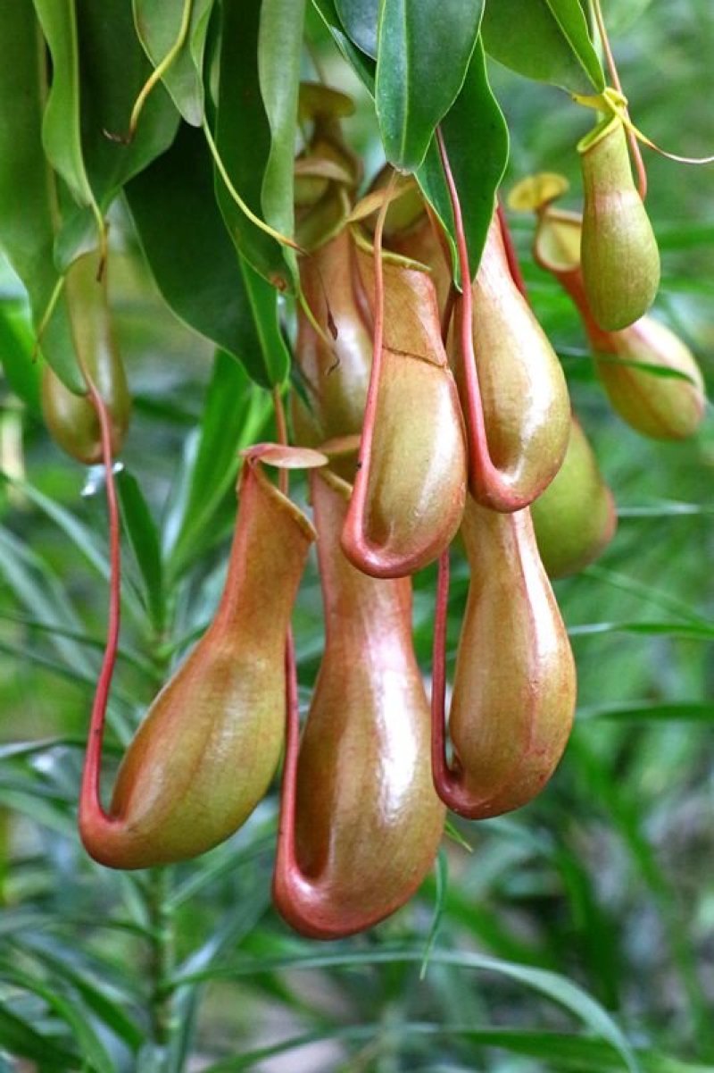 猪笼草是猪笼草属全体物种的总称。属于热带食虫植物