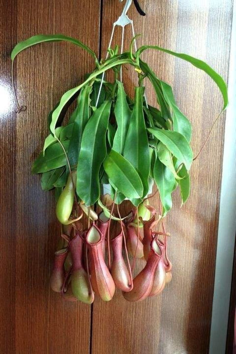 猪笼草是猪笼草属全体物种的总称。属于热带食虫植物