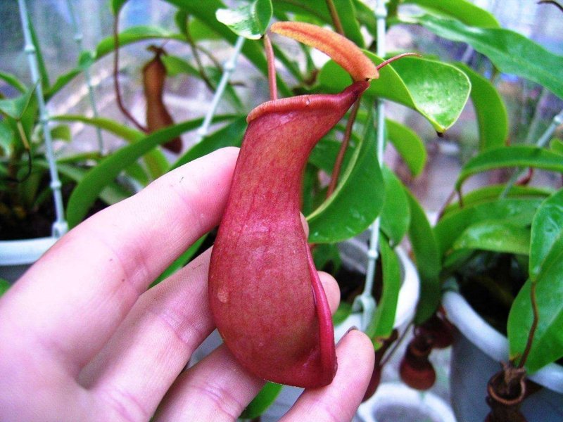猪笼草是猪笼草属全体物种的总称。属于热带食虫植物