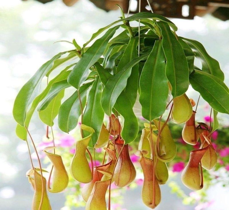 猪笼草是猪笼草属全体物种的总称。属于热带食虫植物