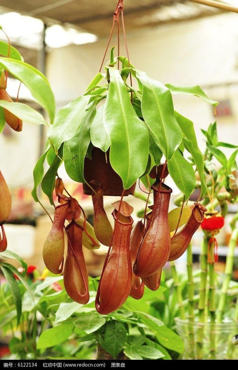 猪笼草是猪笼草属全体物种的总称。属于热带食虫植物