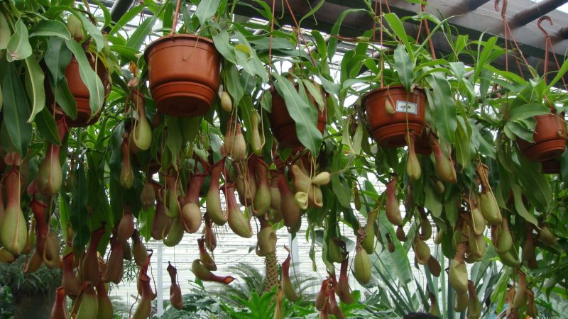 猪笼草是猪笼草属全体物种的总称。属于热带食虫植物